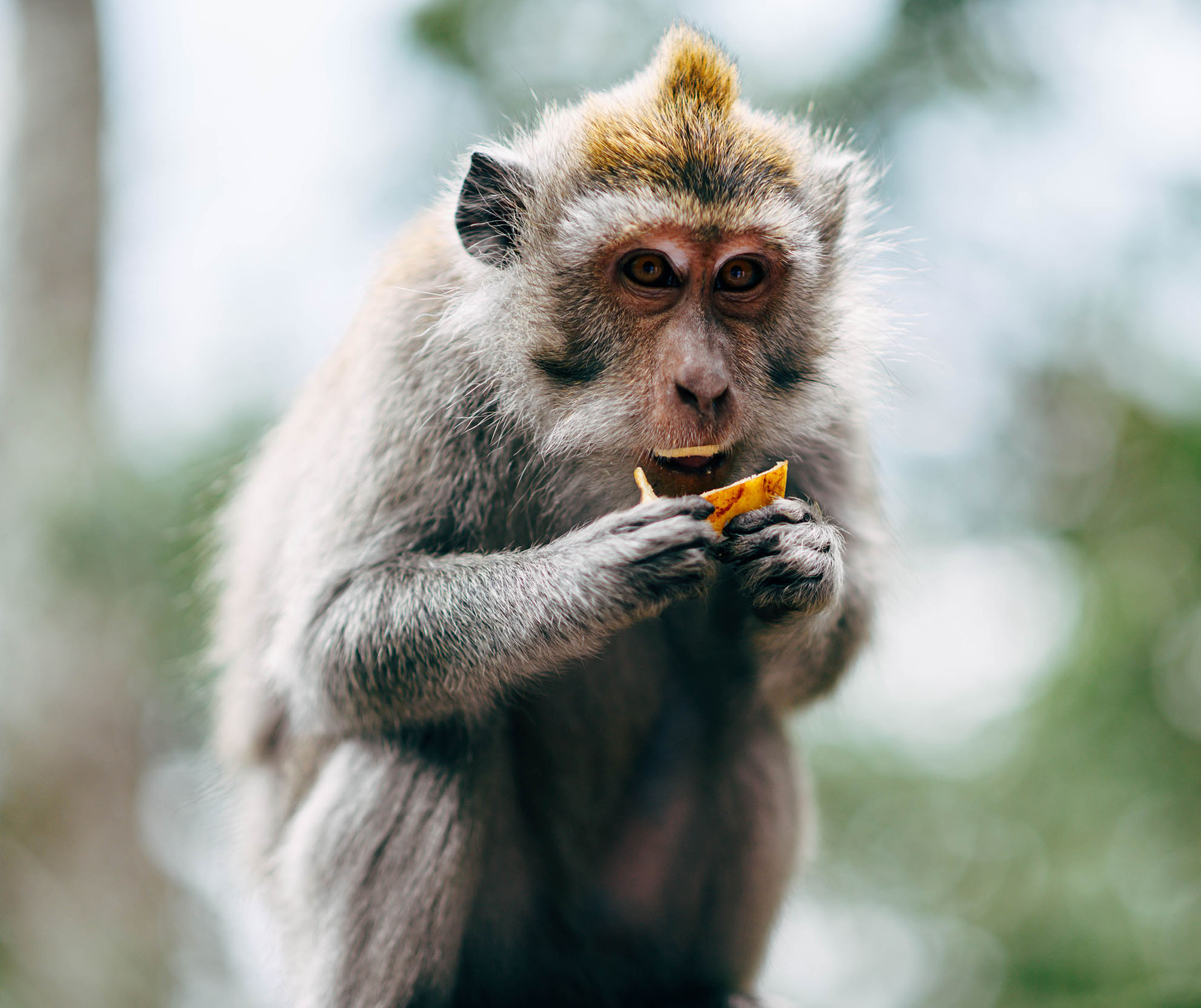 Bali Affe